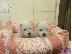 PoulaTo: Westhighland Terrier